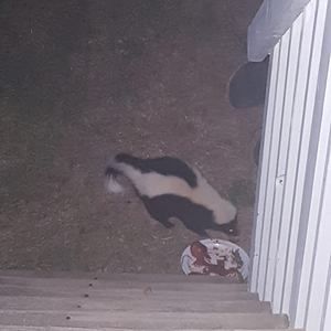 Meet your Posher, Griff